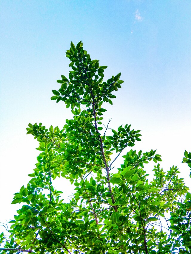 Photo by nsaivarun chitrapustakam