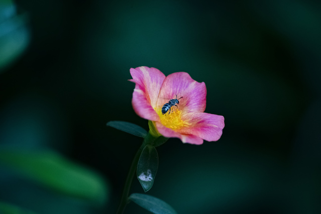 Photo by Kalaikko