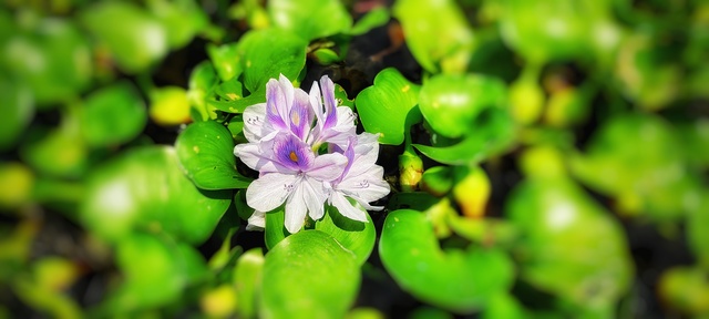 Photo by Selventheran M S