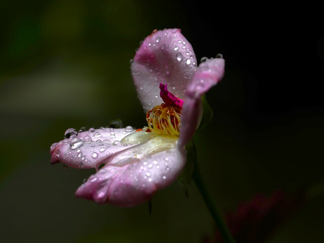 Photo by Biju Mani