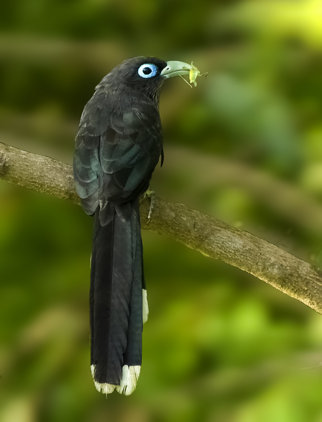 Photo by THAMIZHSELVAN MUTHULINGAM