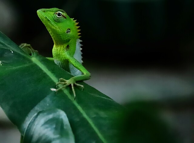 Photo by Biju Mani