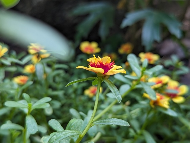 Photo by Biju Mani