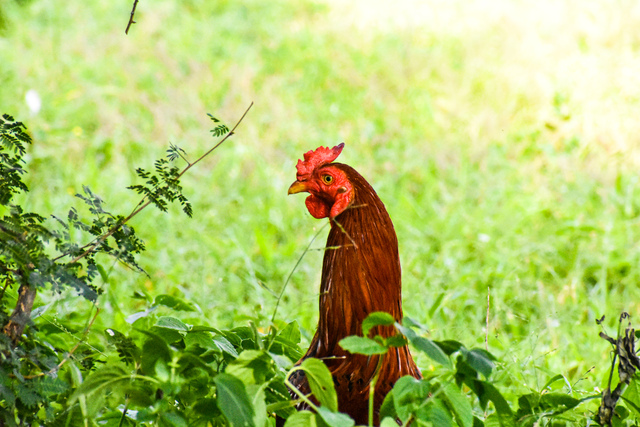 Photo by Selventheran M S