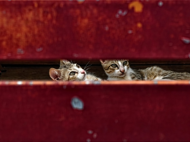 Photo by Biju Mani