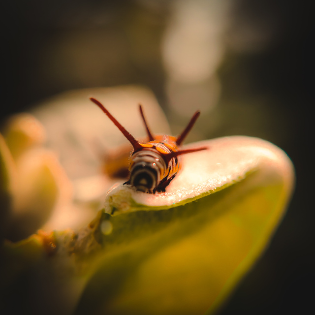 Photo by Pinaki Kar
