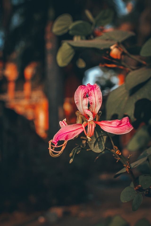 Photo by nsaivarun chitrapustakam