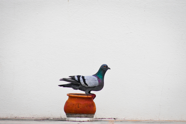 Photo by Selventheran M S