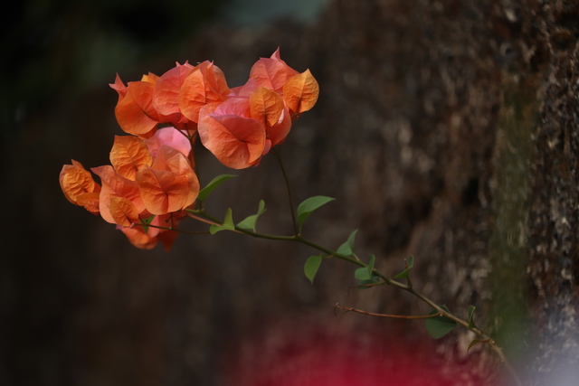 Photo by Biju Mani