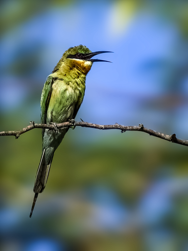 Photo by THAMIZHSELVAN MUTHULINGAM