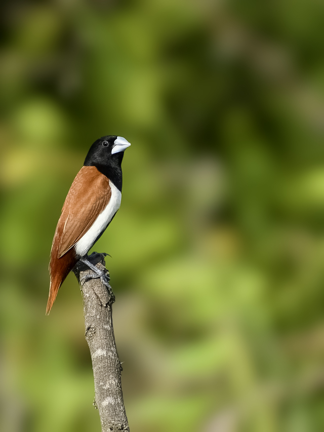 Photo by THAMIZHSELVAN MUTHULINGAM