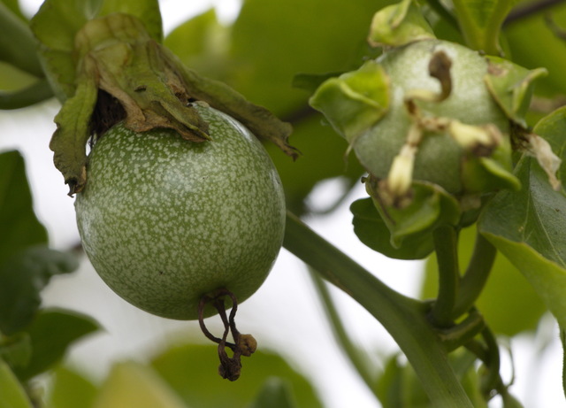 Photo by Ikhwan Ameer