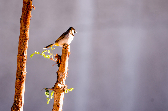 Photo by PEER MOHAMED SUBHAN