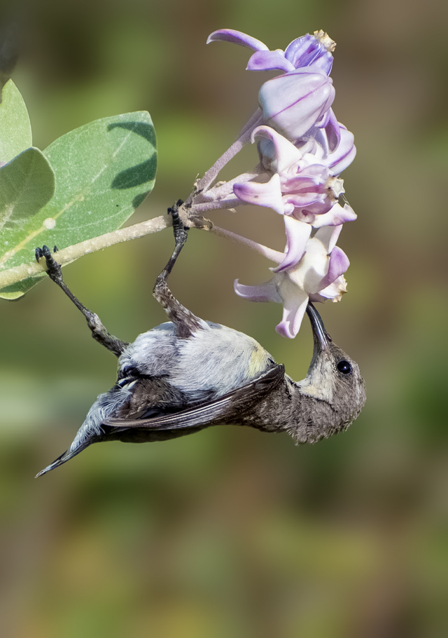 Photo by THAMIZHSELVAN MUTHULINGAM