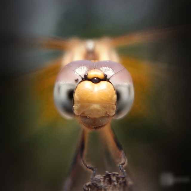 Photo by Gowtham's Gallary